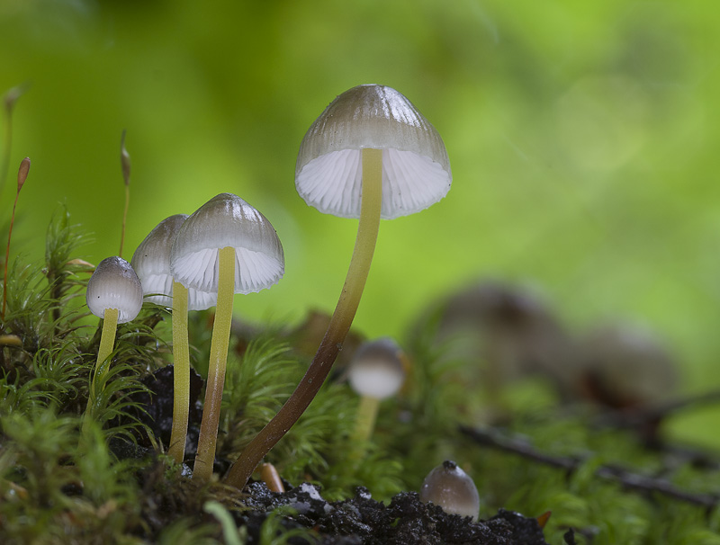 Mycena epipterygia